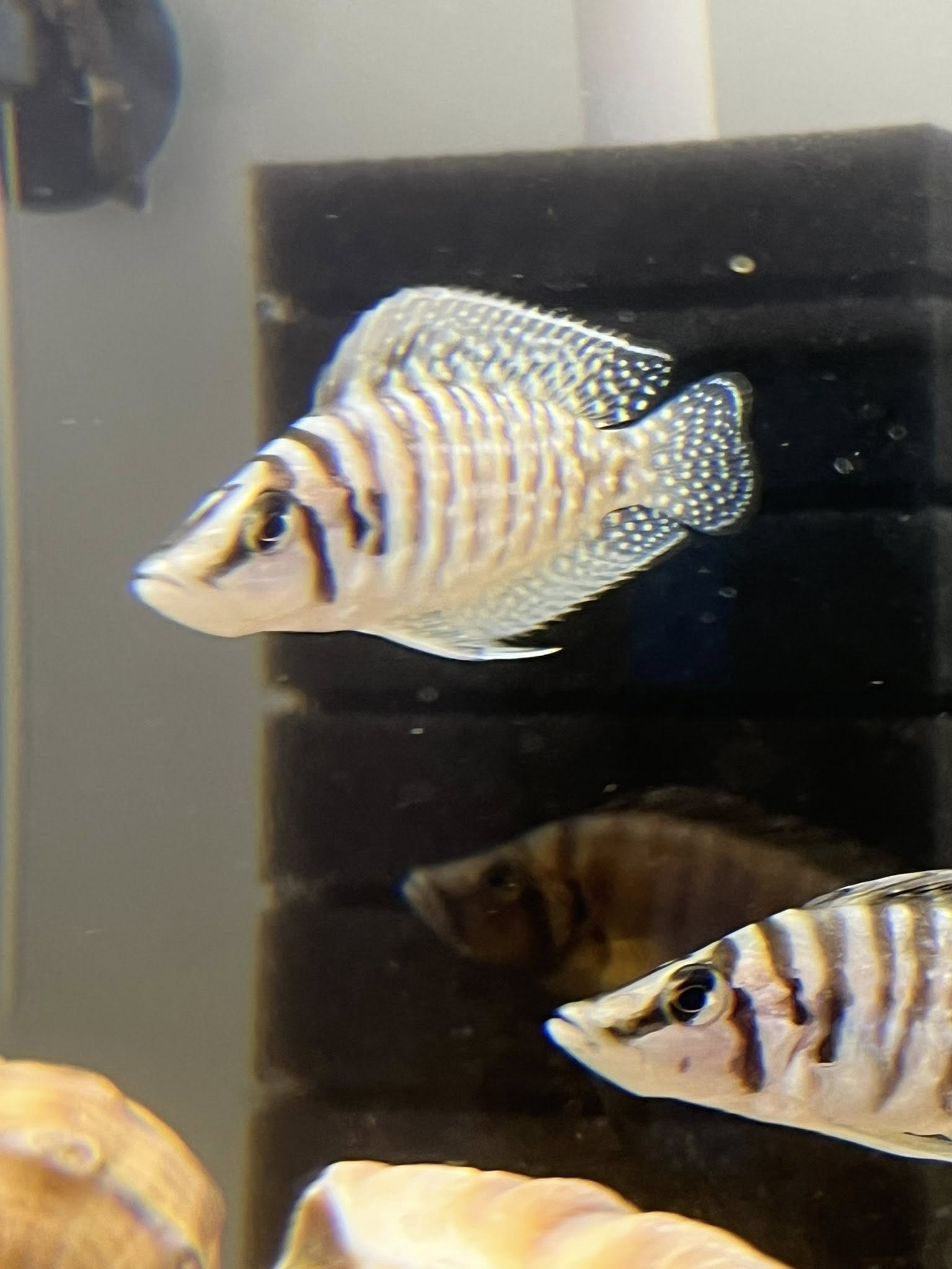 White Chakita Calvus Çiftler