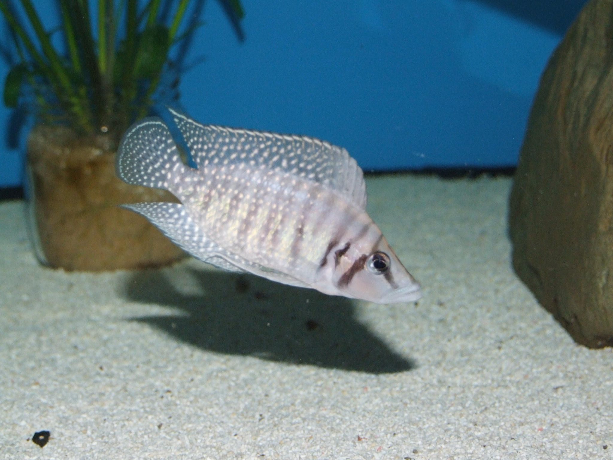 White Chakita Calvus Çiftler