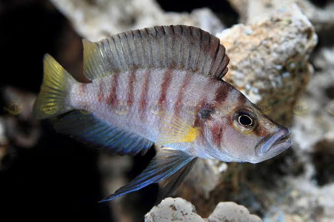 İthal Üreyen Sumbu Shell Çiftler