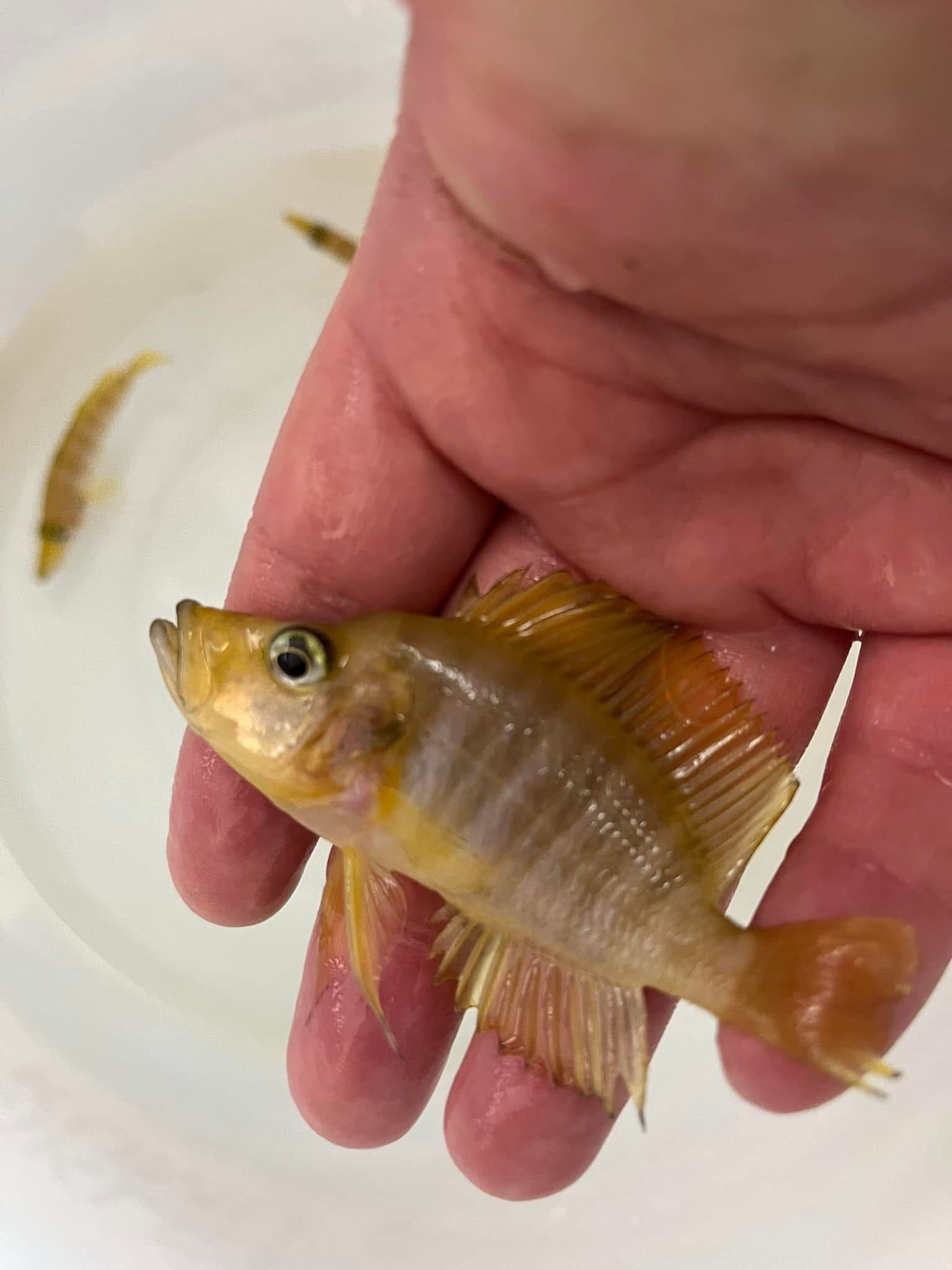 Mandarin Titcha Damızlık Çiftler