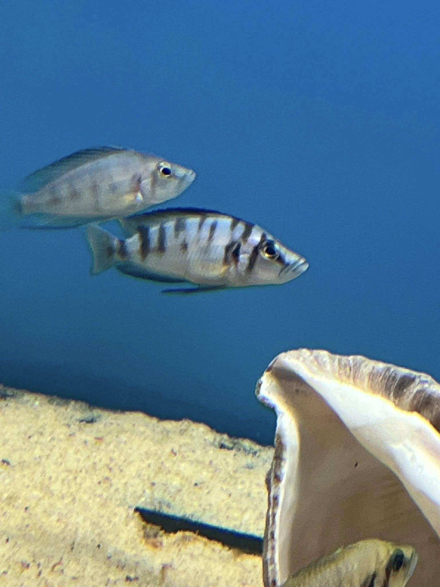 İthal Üreyen Sumbu Shell Çiftler