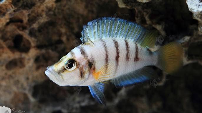 Sumbu Shell Yavru ortalama 3 CM