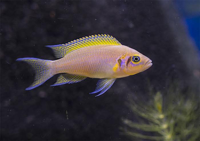 Daffodil Pulcher Damızlık Çiftler