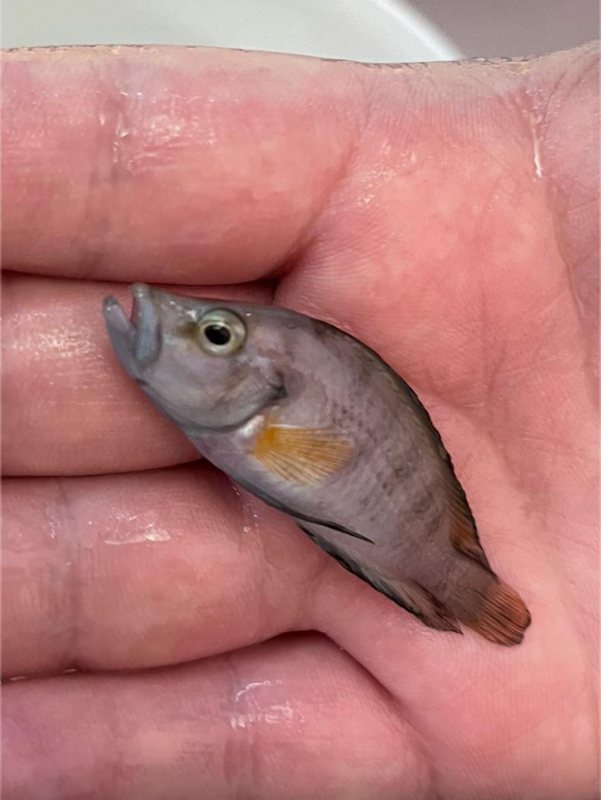 İthal Üreyen Sumbu Shell Çiftler