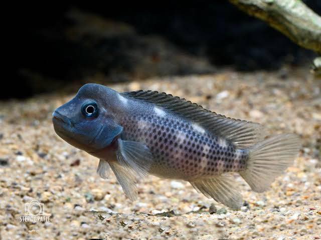 Damızlık Maymun Kafa Çiftler