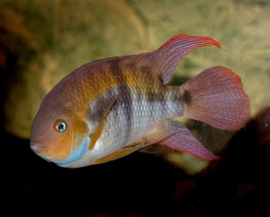 TBar Sajica 3-4-5 CM