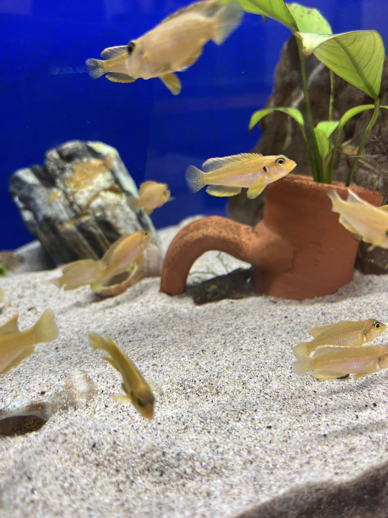 Ocellatus Gold Damızlıklar