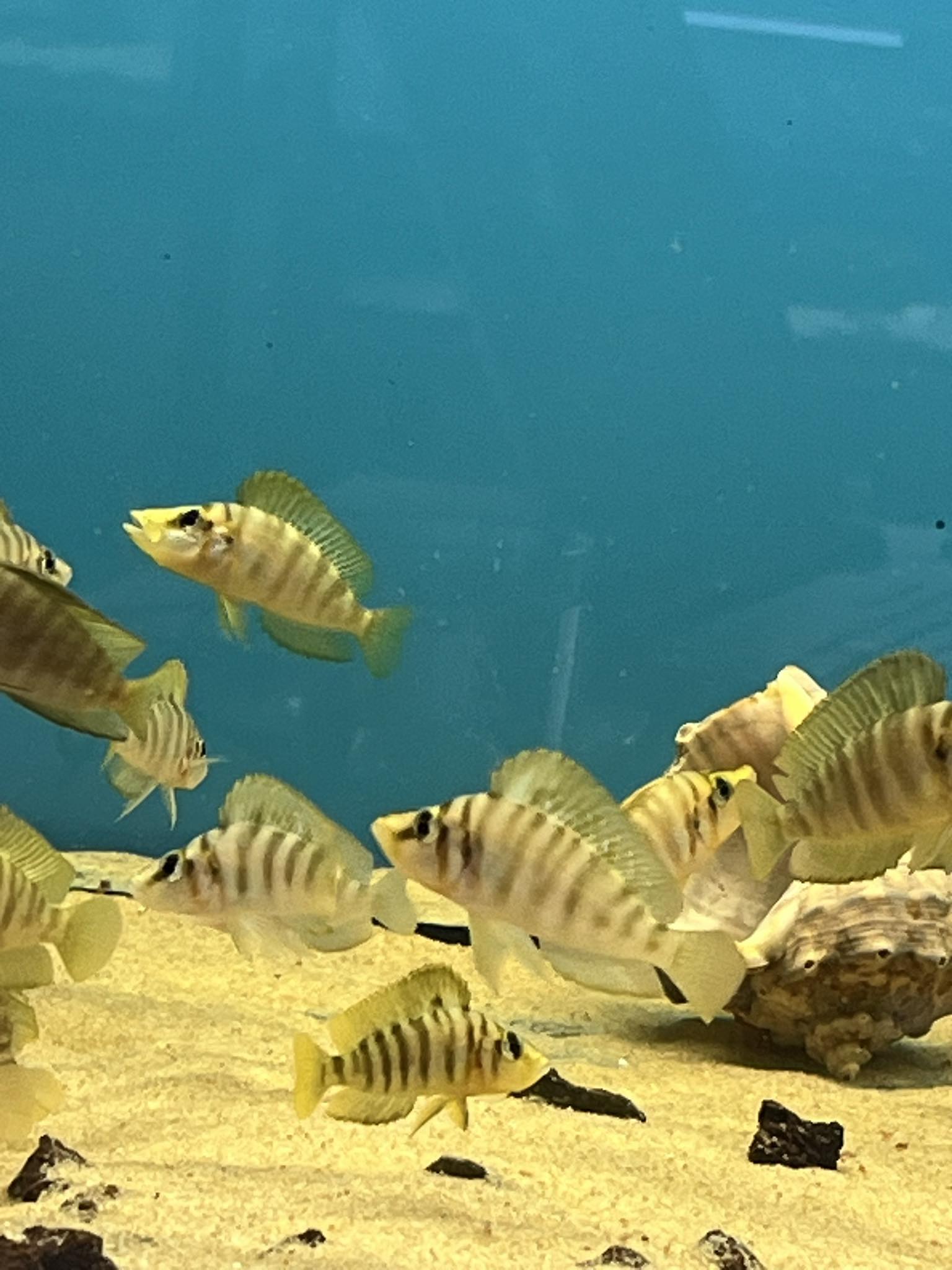 Mandarin Titcha Damızlık Çiftler