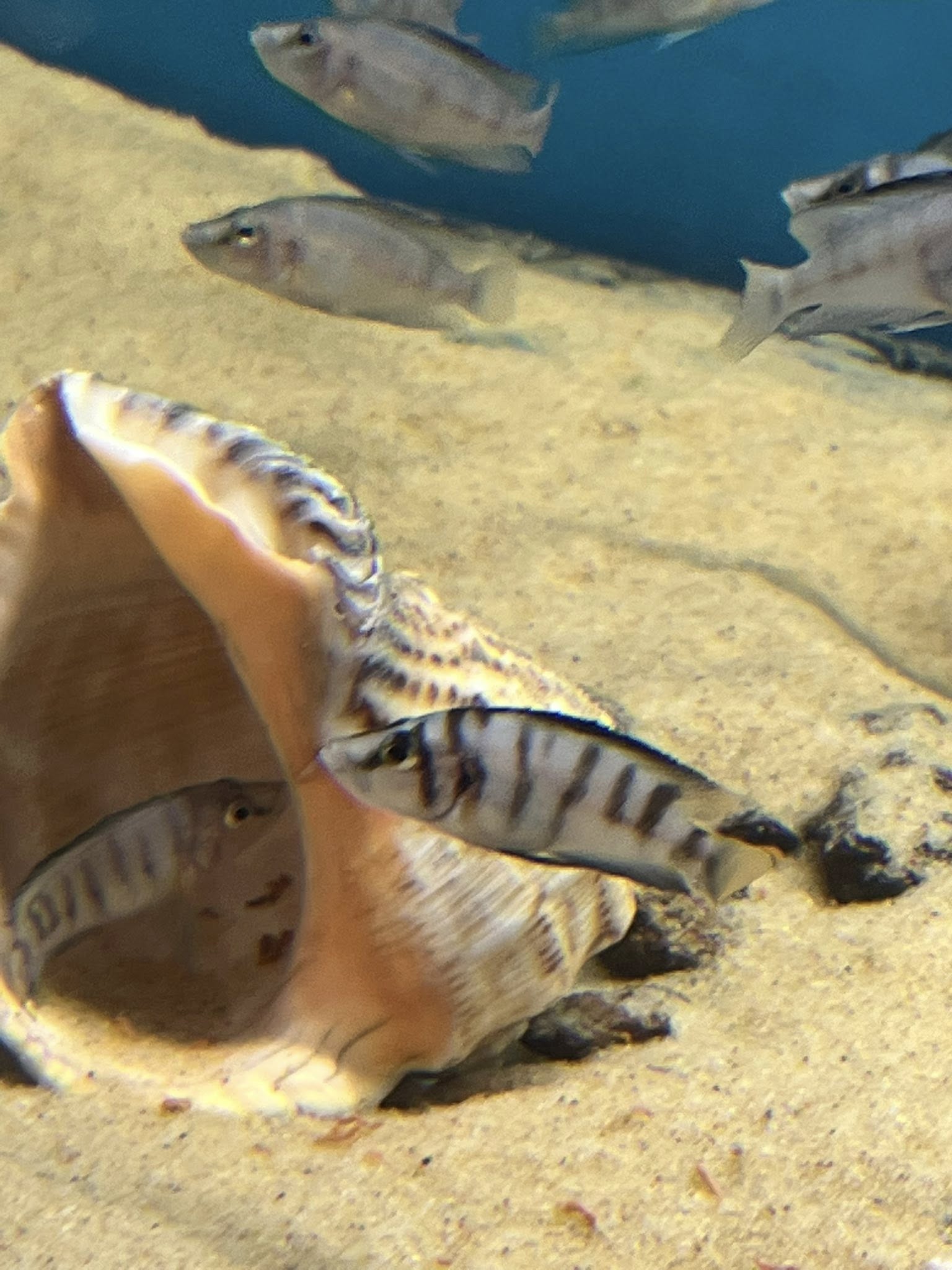 İthal Üreyen Sumbu Shell Çiftler