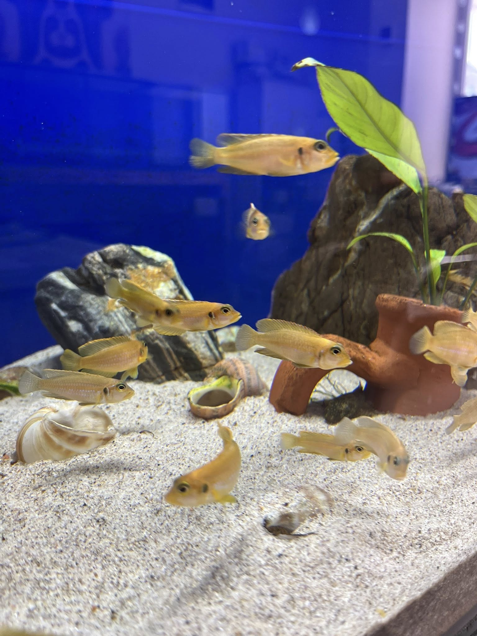 Ocellatus Gold Damızlıklar