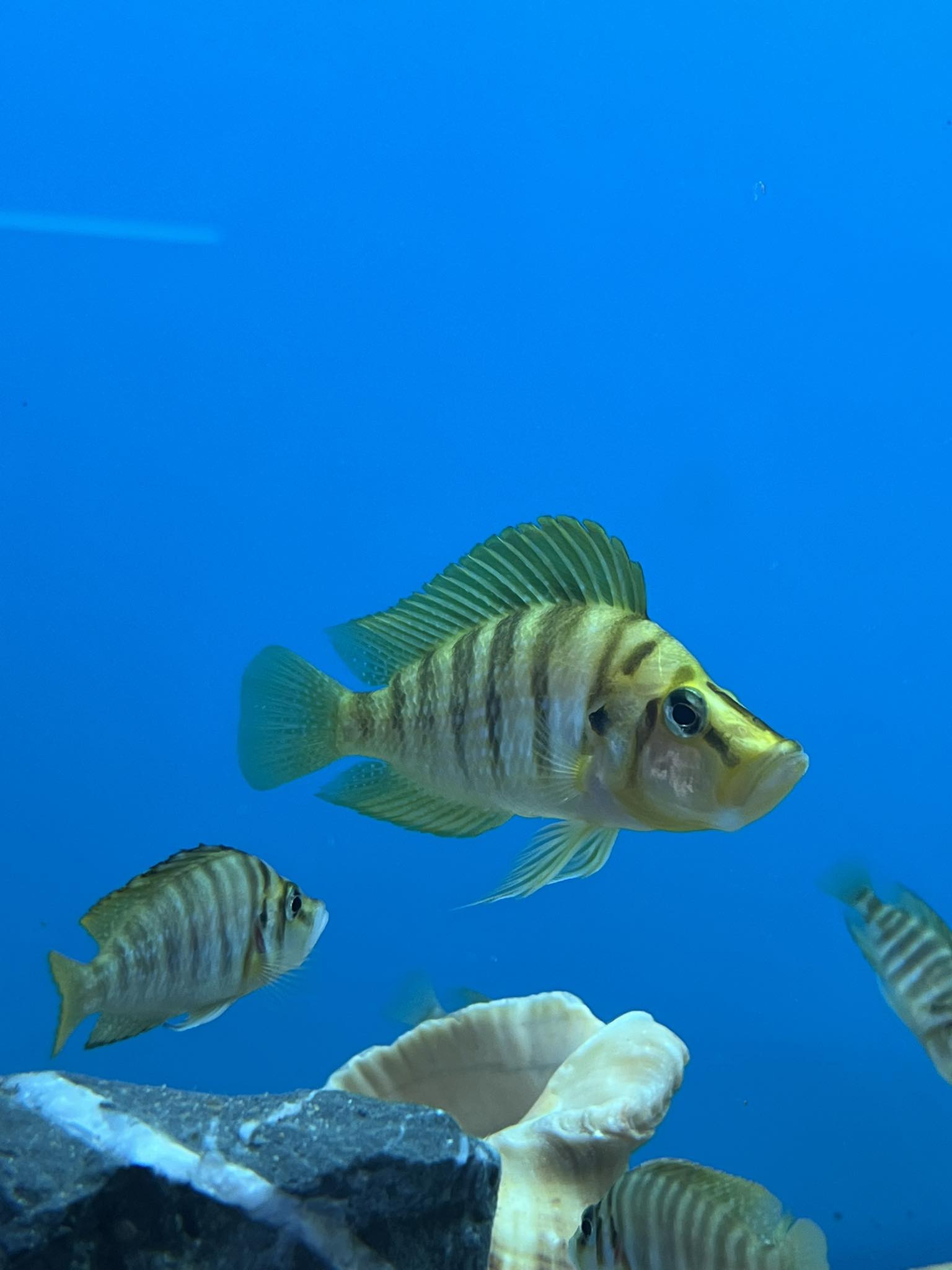 Mandarin Titcha Damızlık Çiftler